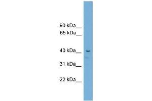 Mouse Muscle; WB Suggested Anti-Acd Antibody Titration: 0. (ACD antibody  (C-Term))