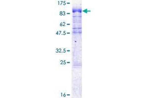 CPSF6 Protein (AA 1-478) (GST tag)