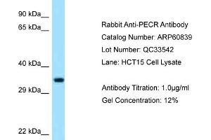 Western Blotting (WB) image for anti-Peroxisomal Trans-2-Enoyl-CoA Reductase (PECR) (C-Term) antibody (ABIN971377) (PECR antibody  (C-Term))