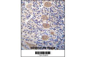 EAPP Antibody immunohistochemistry analysis in formalin fixed and paraffin embedded human cerebellum tissue followed by peroxidase conjugation of the secondary antibody and DAB staining. (EAPP antibody  (C-Term))
