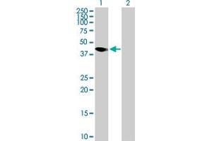 Western Blot analysis of AMICA1 expression in transfected 293T cell line by AMICA1 MaxPab polyclonal antibody. (JAML antibody  (AA 1-355))