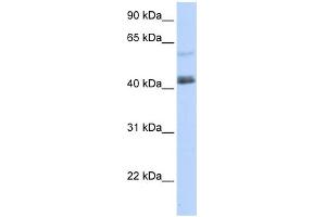 WB Suggested Anti-PRDM15 Antibody Titration:  0.