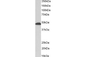 ABIN2562804 (0. (GFAP antibody  (C-Term))