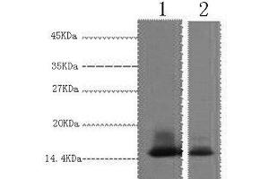 Western Blot analysis of 1) Human Milk, 2) Milk using alpha Lactalbumin Monoclonal Antibody at dilution of 1:3000. (LALBA antibody)