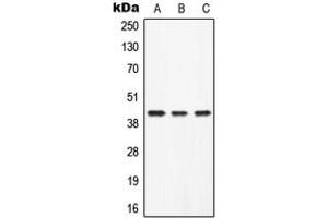 Western blot analysis of ZAG expression in Human liver (A), mouse heart (B), rat heart (C) whole cell lysates. (AZGP1 antibody  (Center))