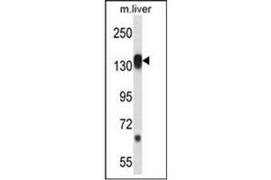 Western blot analysis in Mouse liver tissue lysates (35ug/lane) using RPS6KC1 Antibody (N-term) Cat. (RPS6KC1 antibody  (N-Term))