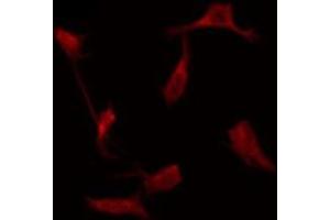 ABIN6276051 staining HeLa by IF/ICC. (MRGPRE antibody  (Internal Region))