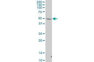 PLAGL2 antibody  (AA 1-100)