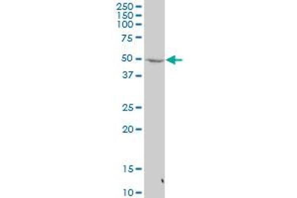 PLAGL2 antibody  (AA 1-100)