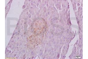 Formalin-fixed and paraffin embedded rat spleen labeled with Anti-Sema4C/SEMA5A Polyclonal Antibody, Unconjugated (ABIN737991) at 1:200 followed by conjugation to the secondary antibody and DAB staining. (SEMA4C antibody  (AA 751-833))