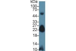 Western Blot; Sample: Mouse Skeletal muscle lysate; Primary Ab: 1µg/ml Rabbit Anti-Human MYL7 Antibody Second Ab: 0. (MYL7 antibody  (AA 11-148))