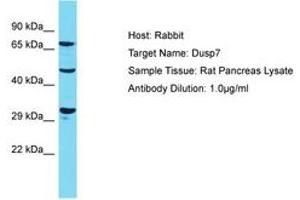 Image no. 1 for anti-Dual Specificity Phosphatase 7 (DUSP7) (AA 139-188) antibody (ABIN6750329) (DUSP7 antibody  (AA 139-188))