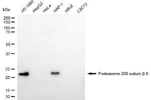 Western blotting analysis using proteasome 20S subunit beta 8 antibody (ABIN7799956).