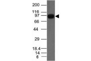 Western blot of A431 cell lysate using Nucleolin antibody. (Nucleolin antibody)