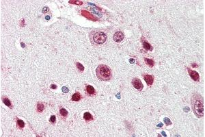 ABIN334449 (5µg/ml) staining of paraffin embedded Human Cortex. (NOVA1 antibody  (Internal Region))