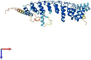 Ankyrin Repeat Domain 61 (ANKRD61) (AA 1-421) protein (His tag)