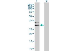 Western Blot analysis of HPX expression in transfected 293T cell line by HPX MaxPab polyclonal antibody. (Hemopexin antibody  (AA 1-254))