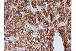 Image no. 12 for anti-Protein Disulfide Isomerase Family A, Member 4 (PDIA4) antibody (ABIN1500110) (PDIA4 antibody)