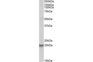 Western Blotting (WB) image for anti-BCL2-Related Protein A1 (BCL2A1) (Internal Region) antibody (ABIN2464741) (BCL2A1 antibody  (Internal Region))