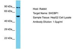 Image no. 1 for anti-SHC SH2-Domain Binding Protein 1 (SHCBP1) (AA 526-575) antibody (ABIN6750678) (SHCBP1 antibody  (AA 526-575))