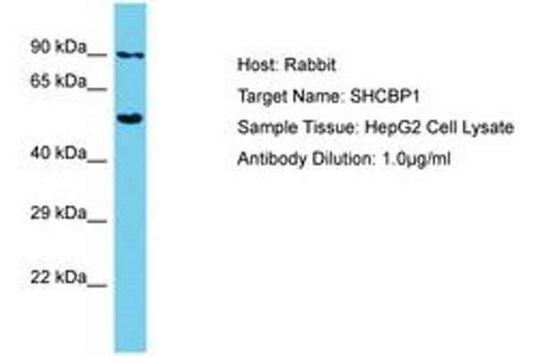 SHCBP1 Antikörper  (AA 526-575)