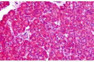 Anti-ASCT1 / SLC1A4 antibody IHC staining of human pancreas. (SLC1A4 antibody  (N-Term))