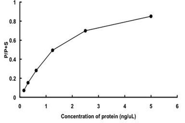 STK38L Protein (AA 1-464) (GST tag)
