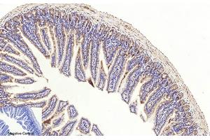 Immunohistochemical analysis of paraffin-embedded mouse colon tissue. (Caspase 3 p17 (AA 100-180), (Cleaved-Asp175) antibody)
