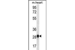 MYOGENIN Antibody (N-term) (ABIN656440 and ABIN2845726) western blot analysis in mouse heart tissue lysates (35 μg/lane).