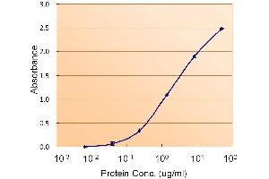 ABIN571025 (1. (Calnexin antibody  (Internal Region))