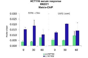 Quiescent human colon carcinoma HCT116 cultures were treated with 10% FBS for three time points (0, 15, 30min) or (0, 30, 60min) were used in Matrix-ChIP and real-time PCR assays at EGR1 gene (Exon1) and 15kb upstream site. (MED21 antibody  (N-Term))