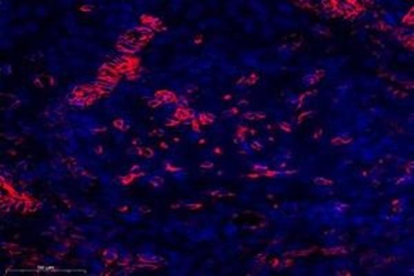 Osteomodulin antibody