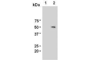 Western Blotting (WB) image for anti-Forkhead Box P3 (FOXP3) antibody (ABIN1449247) (FOXP3 antibody)