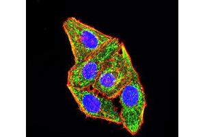 Immunofluorescence analysis of Hela cells using CD49B mouse mAb (green). (ITGA2 antibody  (AA 994-1132))