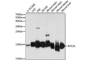 Western blot analysis of extracts of various cell lines, using RPS26 antibody (ABIN6294140) at 1:1000 dilution. (RPS26 antibody)