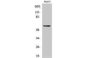 Western Blotting (WB) image for anti-Disabled Homolog 1 (Drosophila) (DAB1) (Ser296) antibody (ABIN3184244) (DAB1 antibody  (Ser296))