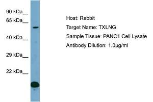 Host: Rabbit Target Name: TXLNG Sample Type: PANC1 Whole Cell lysates Antibody Dilution: 1.