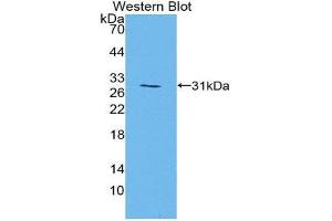 Western Blotting (WB) image for anti-Mitogen-Activated Protein Kinase 7 (MAPK7) (AA 185-419) antibody (ABIN3206671) (MAPK7 antibody  (AA 185-419))
