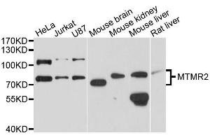 Western blot analysis of extracts of various cell lines, using MTMR2 antibody (ABIN5996180) at 1/1000 dilution.