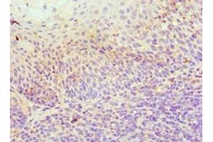 Immunohistochemistry of paraffin-embedded human tonsil tissue using ABIN7156037 at dilution of 1:100 (ICOSLG antibody  (AA 19-256))