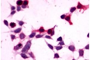 Image no. 1 for anti-G Protein-Coupled Receptor 27 (GPR27) (C-Term) antibody (ABIN1048787) (GPR27 antibody  (C-Term))