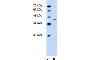 WB Suggested Anti-DHODH Antibody Titration:  0. (DHODH antibody  (C-Term))