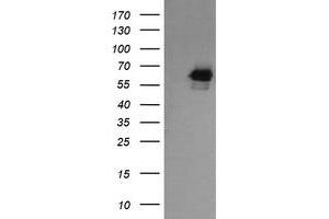 Image no. 6 for anti-RIO Kinase 2 (RIOK2) (AA 277-552) antibody (ABIN1491305) (RIOK2 antibody  (AA 277-552))