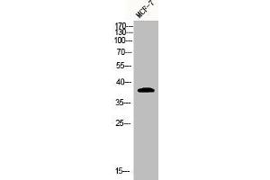 Western Blot analysis of MCF7 cells using Adenosine A3-R Polyclonal Antibody (Adenosine A3 Receptor antibody  (C-Term))