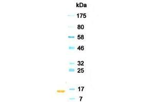 Western Blotting (WB) image for anti-Interferon alpha (IFNA) antibody (ABIN933582) (IFNA antibody)