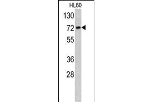 Western blot analysis of TOA antibody (C-term) (ABIN390707 and ABIN2840991) in HL60 cell line lysates (35 μg/lane). (TOM70 antibody  (C-Term))