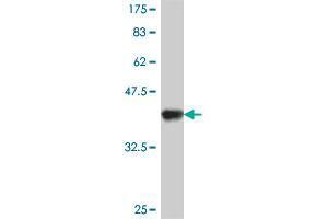 Western Blot detection against Immunogen (38. (PCDHAC2 antibody  (AA 81-190))