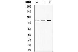 Western blot analysis of STAT1 expression in HeLa (A), MCF7 (B), H9C2 (C) whole cell lysates. (STAT1 antibody  (C-Term))