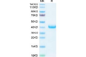 Biotinylated Human LILRB4 on Tris-Bis PAGE under reduced condition.