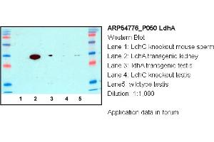 Image no. 1 for anti-Lactate Dehydrogenase A (LDHA) (N-Term) antibody (ABIN2774085)